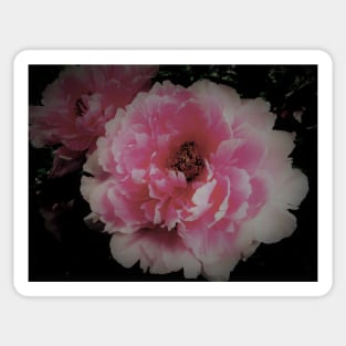 peony ,House of Harlequin Sticker